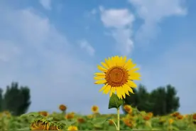 你眼睛看到的，未必就是真实的图片