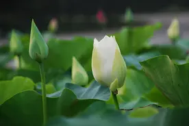 不管你多有本事，也别炫耀自己图片