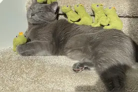 小猫咪对一个青蛙玩偶爱不释手，主人干脆买了一大堆让它可劲造图片