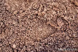 羊粪与鸡粪哪个肥效高？对比一下就知道了图片