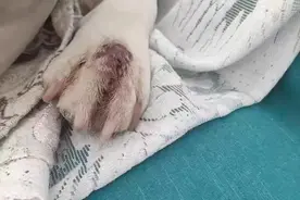 狗狗趾间炎干货❗️脚趾红肿，烂脚丫子，瘙痒图片