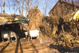 张家后人的态度让羊圈下尸骨成为疑案，外人吹捧张灵甫上窜下跳图片