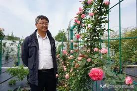 民革党员、浙江民革骄傲人物李少清：月季大师的“花样”人生图片