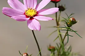 后半生，4个星座女，脾气温和，乐观爱笑，天生就招人喜欢图片