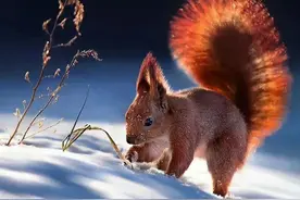 学习“词语”图片