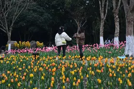 成都赏花1日游！1800㎡郁金香花开正美！不收门票公交地铁可到！图片