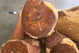 价值百万的房梁被偷，疑似黄花梨材质，可再生的木头为何这么贵？图片