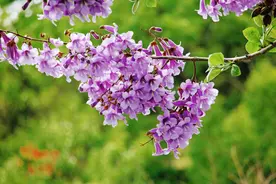 梧桐引凤，写梧桐花开，这些诗词名句堪称优美图片