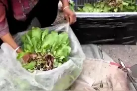 我和我的姥姥回忆随笔（一）图片