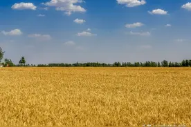 眼红了，世界粮食市场动荡，欧媒：中国应及时放出储备粮全球救急图片