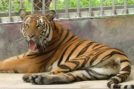 03年中国将5只老虎放到非洲草原，繁衍到15只，老虎却很难回国了图片