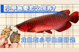 小甲鱼要怎么饲养？图片