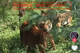 梁某道歉了 “捡菌时遇到的老虎”来自这里！图片