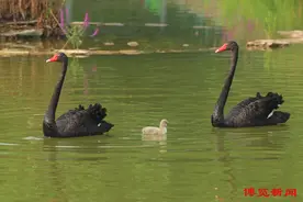 淄博市人民公园里黑天鹅夫妻有了“小宝宝”图片