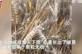 河南小麦遭雨打，农户哭诉600亩颗粒无收，评论区无脑发言让人痛图片