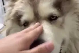 女子将狗寄养亲戚家被以600元私卖：他们嫌狗狗吃得太多，愿悬赏5000元寻回狗狗图片