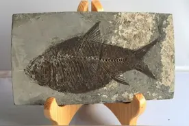 地球存在近45亿年！在人类文明出现之前，是否已经多次出现人类？图片