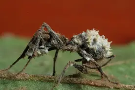 恐怖真菌操纵“僵尸蚂蚁”，无需入侵大脑，直接控制肌肉图片