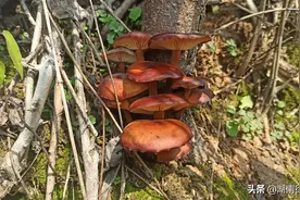 湖南发现了野生香菇，来看看你认不认得？图片