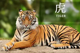 猫科动物大赏｜虎年说虎图片