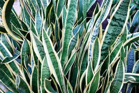 虎皮兰最怕5件事，避开养一养，一年窜一丈！图片