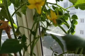 阳台种菜开花后无果，自查是不是缺了这一步图片
