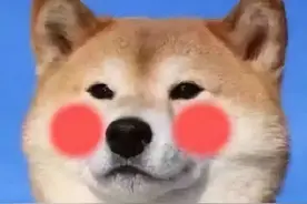 新手铲屎官选狗狗最全攻略图片