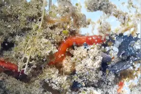 臭水沟“红虫子”居然百元1斤，它究竟是什么？为什么禁止捕捞？图片