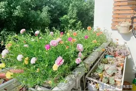 想要太阳花轻松爆花？赶紧做好这几件事，轻松开成小花园图片