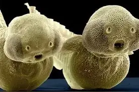 难以置信！25张显微镜观察到的神奇视图图片