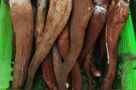 鸡枞菌，唯有白蚁才能“种出”，云南人心中排在“钱”前的山珍图片