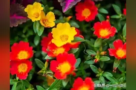 七言诗 半枝莲图片