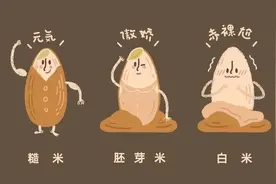 一文了解糙米/胚芽米/精米，陈米/新米，自热米/天然米的区别图片