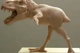 40张罕见照片，鳄鱼想吃乌龟却咬不动，印度的摩天轮是人工旋转的图片