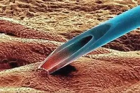 显微镜下的人体，带你认识肉眼看不见的世界图片