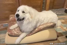 狗狗每天都帮忙照顾小主人，以为它很开心，合照时却暴露真实内心图片