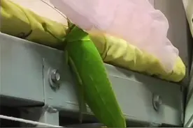 云南女大学生在寝室发现巨拟叶螽，昆虫专家：个体硕大但性情温和，可作为宠物饲养图片