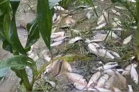暴雨后有人笑有人哭，广西老乡玉米地遍地是鱼，养殖户表情呆滞图片