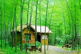 古代北方到处都有野生竹子，苏武出使手持节杖，与竹子什么联系？图片