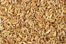 新疆的“首席”香料—孜然图片