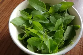 河南人爱吃也爱种的荆芥是怎样一种植物？它和罗勒是同种植物吗？图片