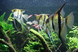 养鱼，过滤的重要性图片