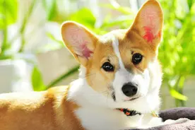 为何有人养柯基会崩溃？这些真实的原因，喂养后才能切身体验到图片