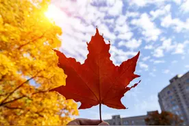 60幅小小枫叶浓浓秋色图片