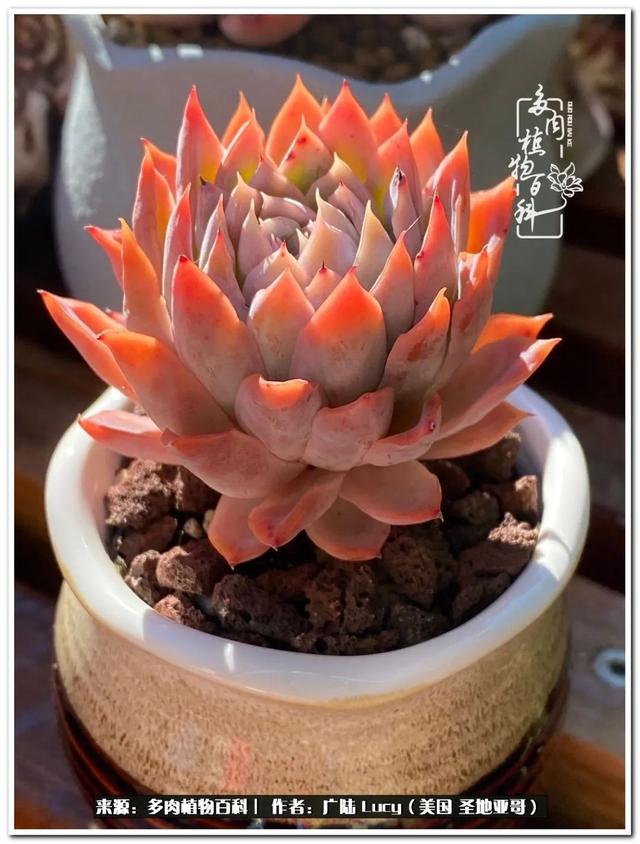 疫情送给我的礼物:肉肉娃和狗狗娃