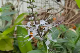 花开似猫须，人称“猫须公”，老人却称它为“肾茶”，格外珍贵图片