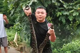 揭秘！大蟒蛇溜进华安一鸡鸭舍内偷吃 ，被捕后将鸡吐出，这算是“认错”吗？图片