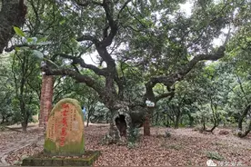 古荔芳华·茂名古荔系列 ② | 滩底古荔园：荔枝品种的“百宝箱”图片