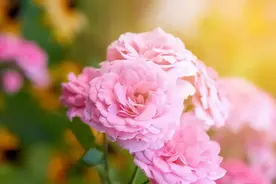 同学群、亲戚群不说话，但也不退群的人，其实情商很高，很厉害图片