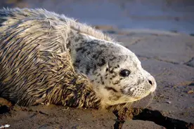 辽宁频繁出现海豹幼崽，和母亲失散被冲上岸，原来中国也有海豹？图片